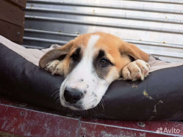 Собаки бесплатно в добрые руки щенки