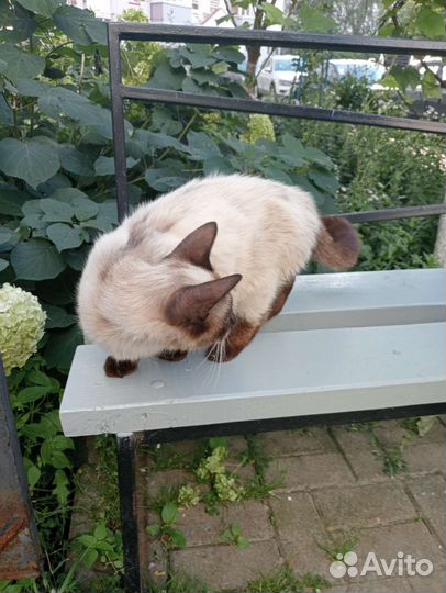 Тайская кошка