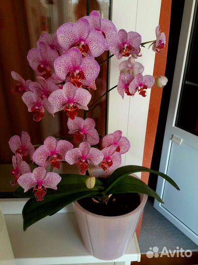 Орхидеи