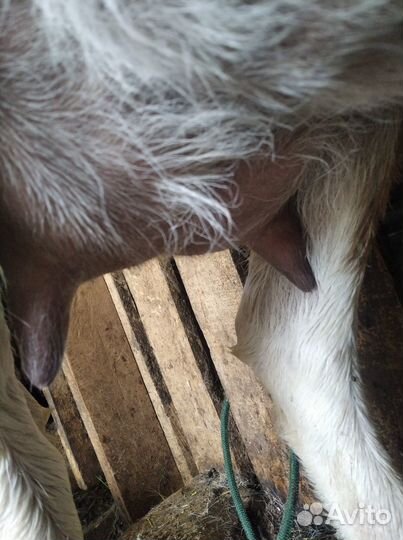 Коза дойная