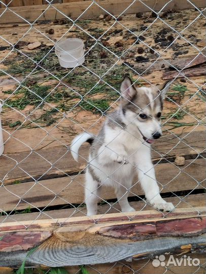 Щенки западно сибирской лайки