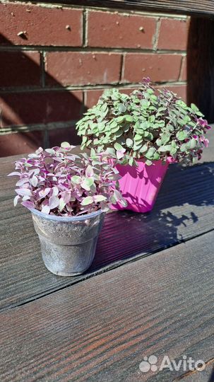 Каллизия зелёная и розовая