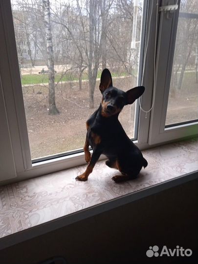 Вязка Мини-доберман