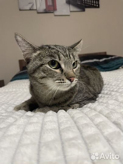 Кошки в добрые руки