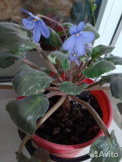 Фиалки цветущие в горшке