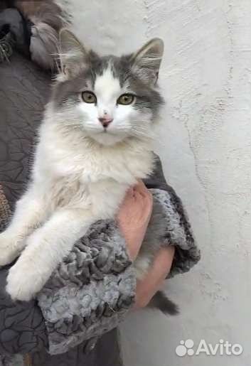 Котик