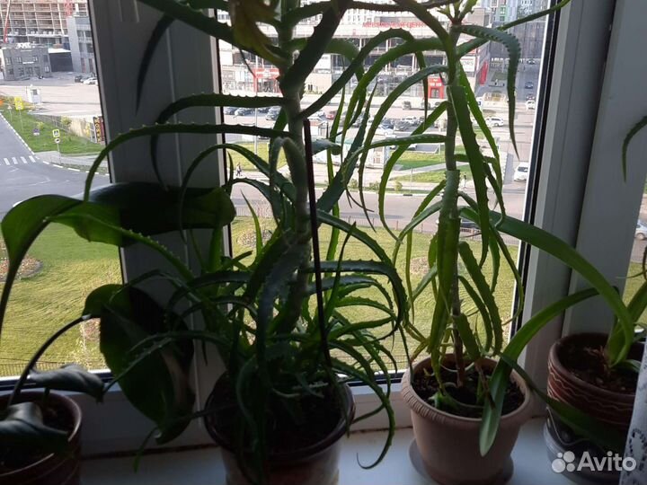 Алоэ лечебный