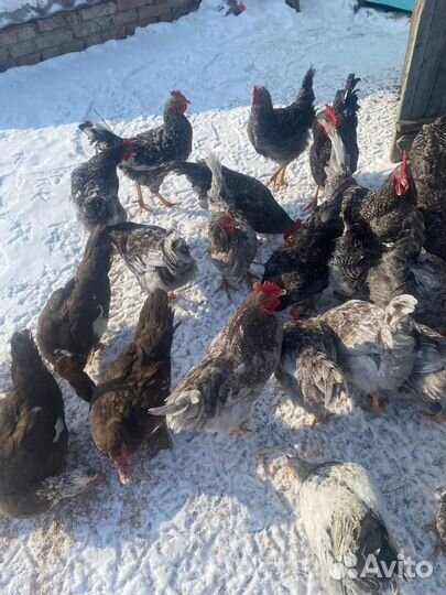 Куры доминант и Петухи