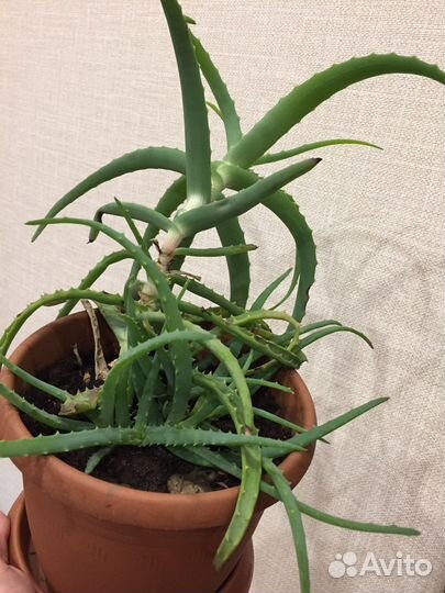 Алоэ многолетка лекарственный лечебный