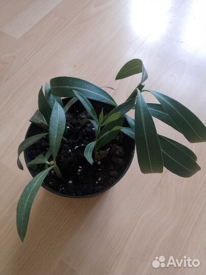 Комнатные цветы