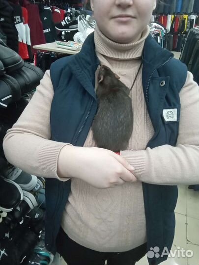 Крыски дамбо