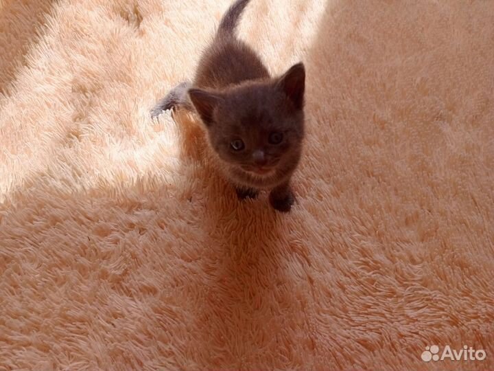 Котята
