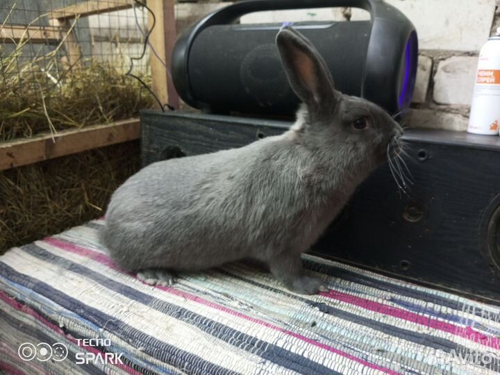 Кролики Советский мардер