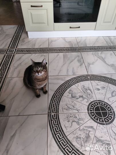 Пропал кот Мытищи Пограничная