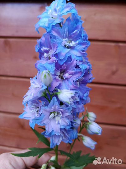 Дельфиниум цветущий саженцы