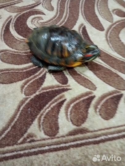 Черепахи красноухие