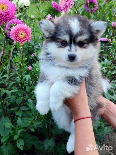 Мальчики помски