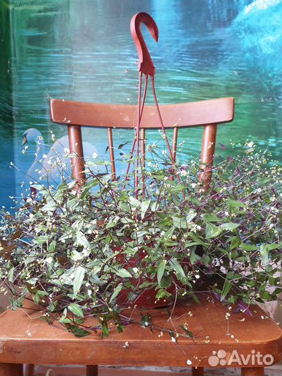 Традесканция Фата Невесты. Мурдания. Каллизия