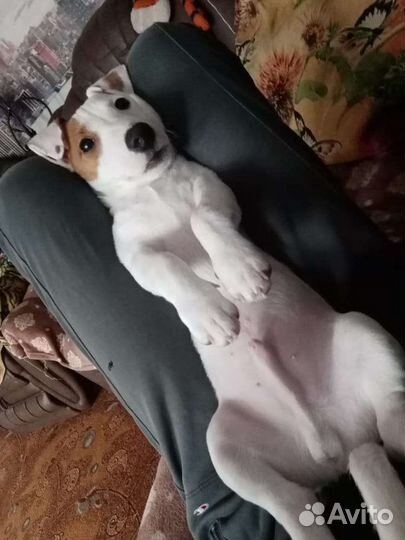 Вязка кобель джек рассел