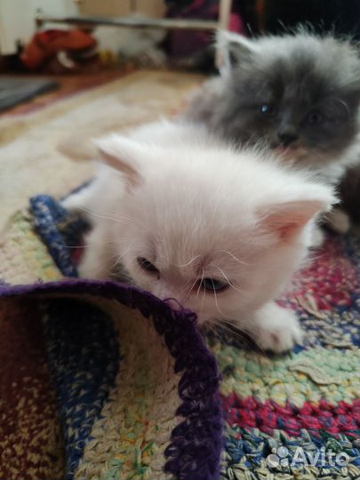 Отдам котят