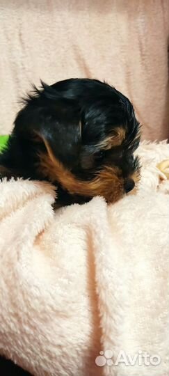 Йоркширский терьер щенки девочки стандарт