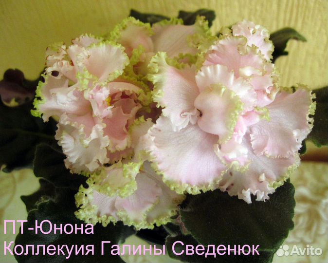 Фиалка набор деток