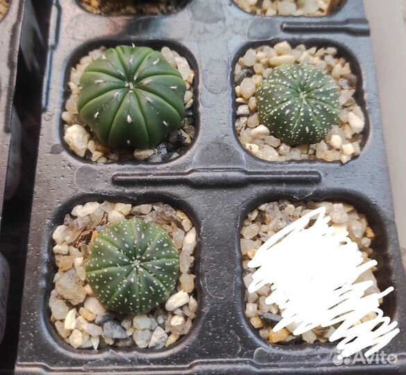 Astrophytum asterias mix и ast. ast purple skin