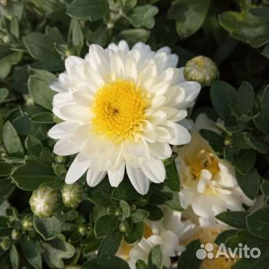 Хризантема ромашка, зимует в грунте