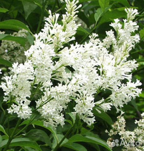 Сирень агнес смит Высота 100-200