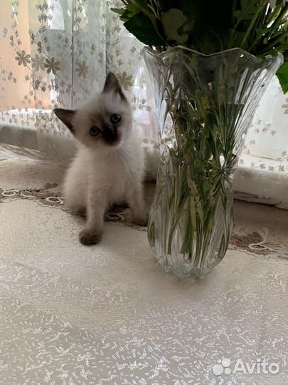 Сиамская кошечка