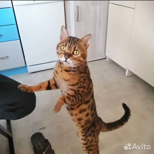 Бенгальская