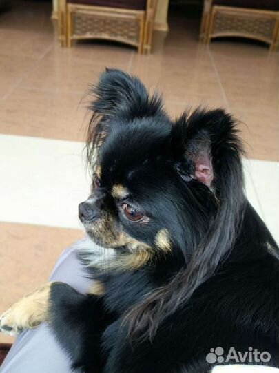 Чихуа вязка