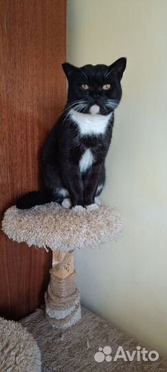 Британский кот в дар