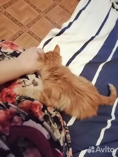 Кошечка 5 мес