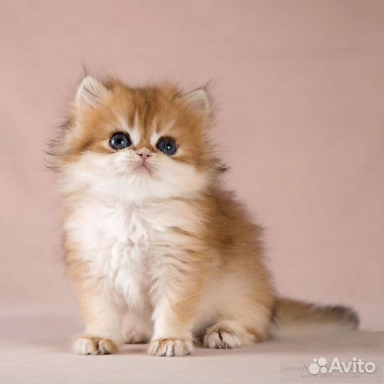 Мальчик золотая британская шиншилла