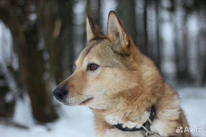 Лайка Тая из приюта в добрые руки