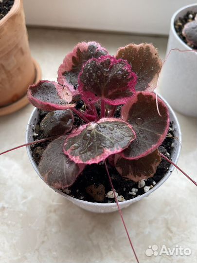 Камнеломка трехцветная