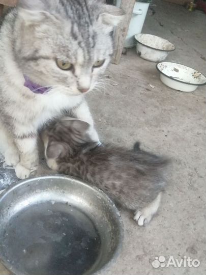 Кошка в дар