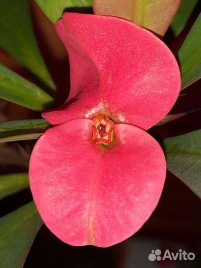 Молочай Миля крупноцветковый