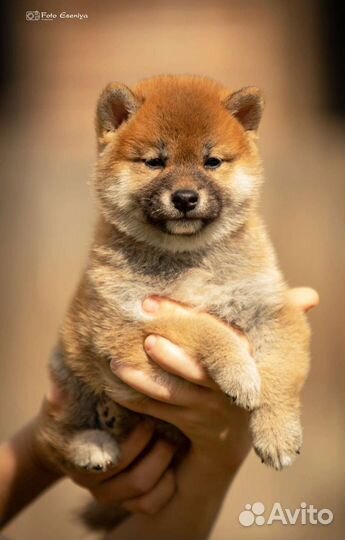 Щенок Сиба- Ину девочка
