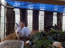Кролики(крольчата )
