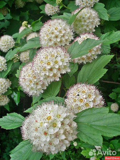 Семена Спиреи Калинолистной 1000+ шт