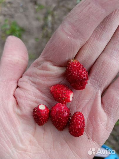 Саженцы земляники Али баба