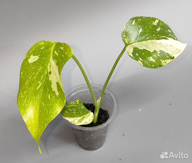 Тайское созвездие