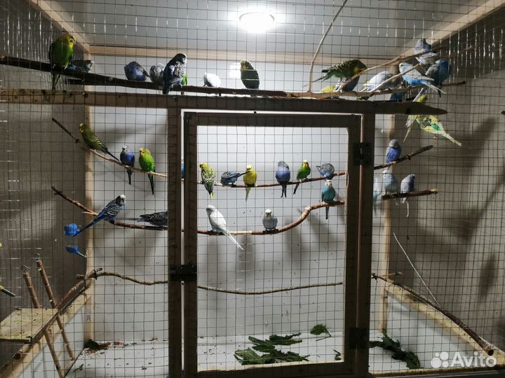 Продаются волнистые попугайчики