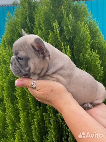 Французский бульдог