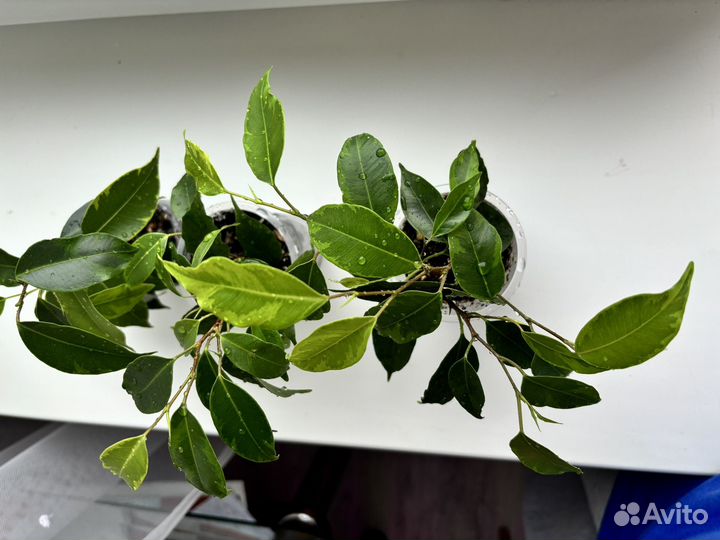 Фикус Анастасия