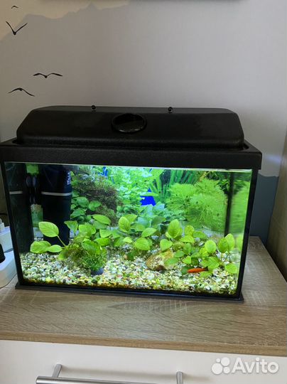 Аквариум