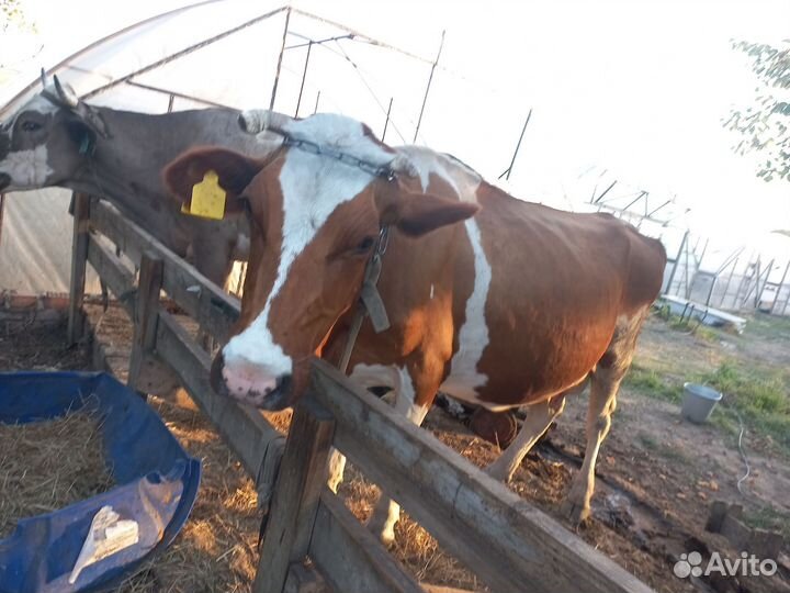 Коровы дойные молочные