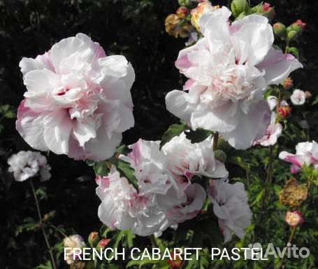 Гибискусы сирийские махровые